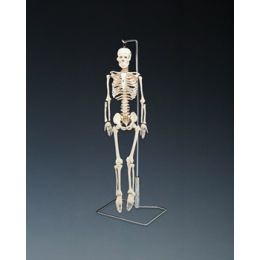 Skeleton (Mr. Thifty with Spinal Nerves)